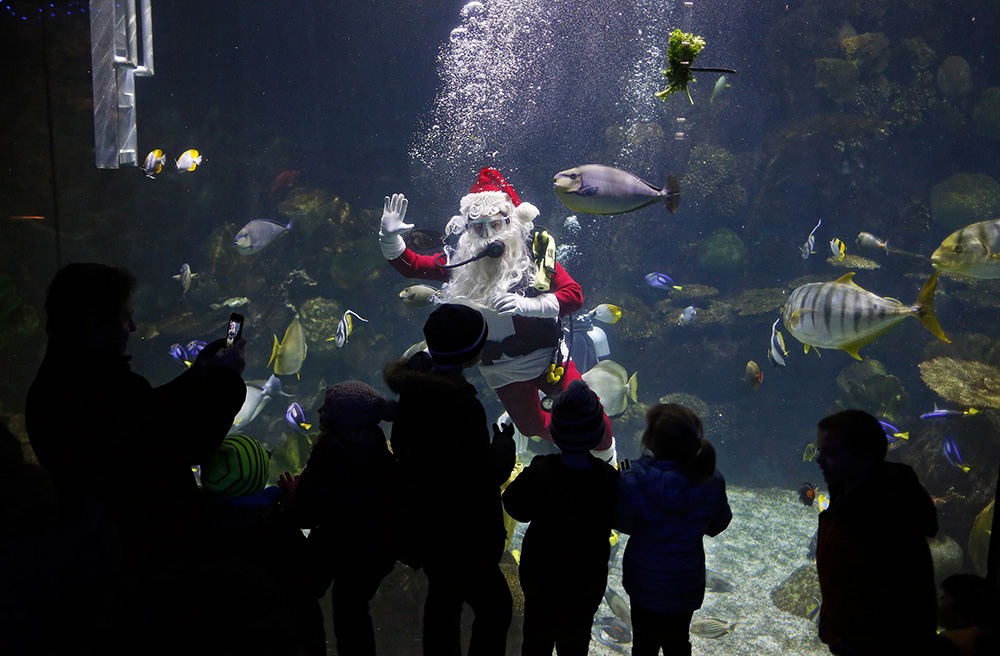 Feature - 1st place   - Zoo volunteer Megan Perkins, as Scuba Santa, waves to the zoo attendees after feeding the fish in Discovery Reef at the Columbus Zoo and Aquarium.  (Kyle Robertson / The Columbus Dispatch)